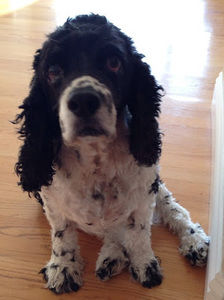 Meet your Posher, Justin